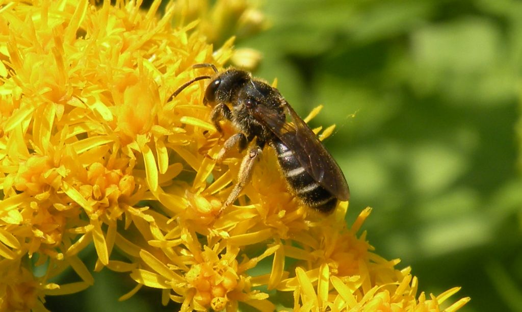 femmine di Andrena sp. e Apidae Halictinae